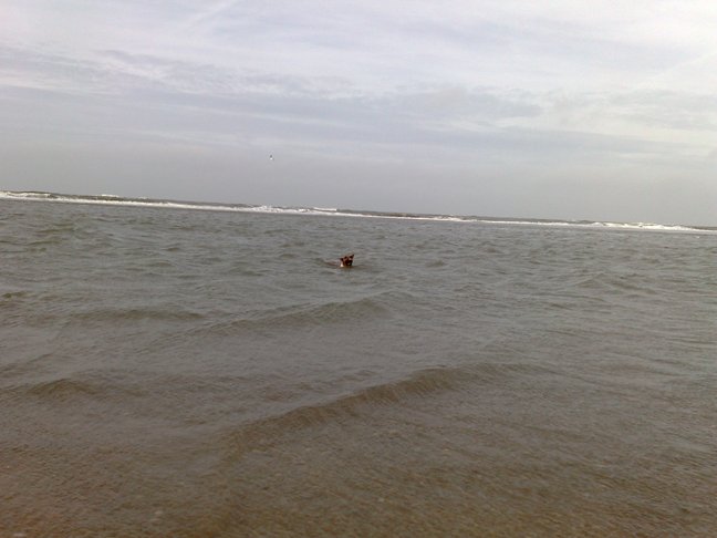 zeehond