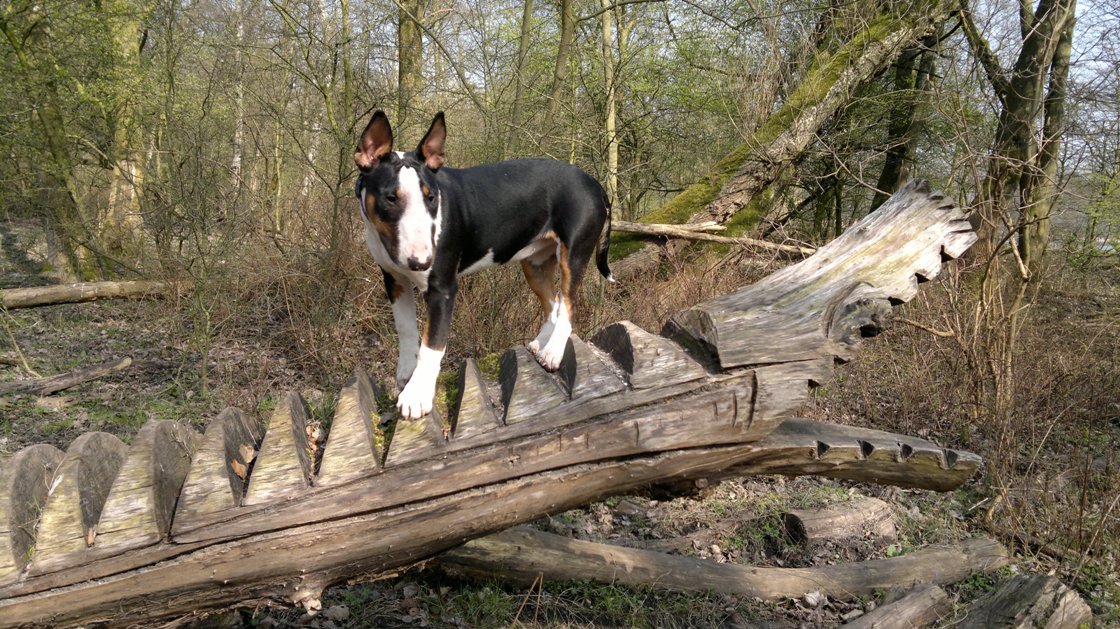 Tess op de Krokodillen boomstam in het Vijfhoekpark