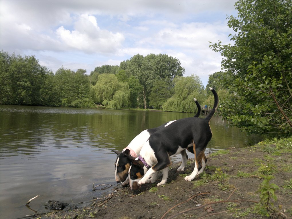 Vijfhoekpark: Tess is al bijna even hoog als Gladys