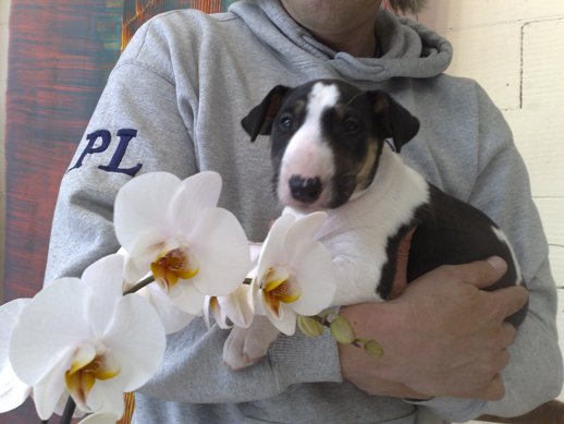 Orchidee Off Oxion