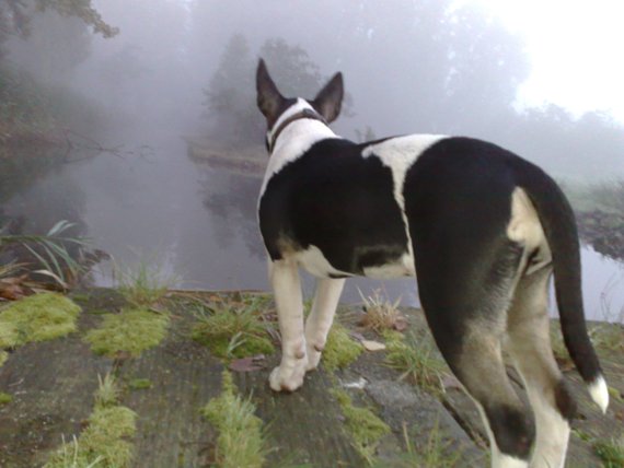 Gladys in the mist