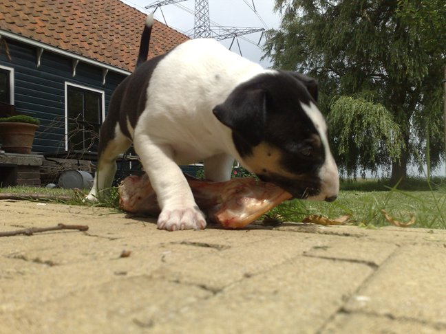 Eerste bot