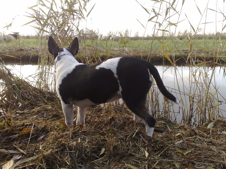 Eindelijk weer de schapen in het veld