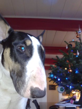 Kerstkindje