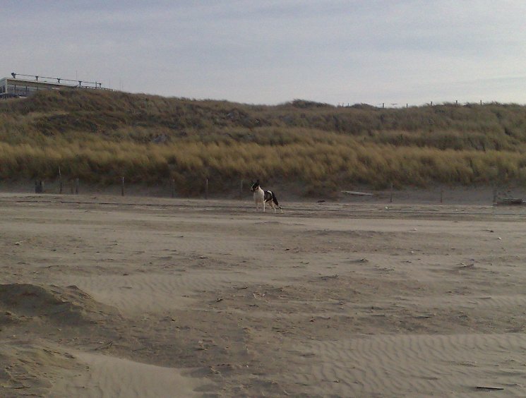 Niewjaarsduik Frisse Neus
