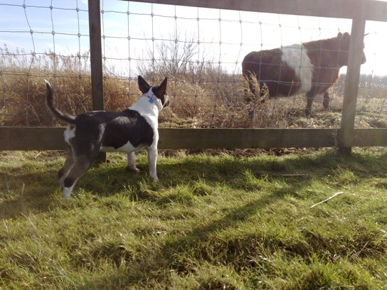 Bull wegjagen
