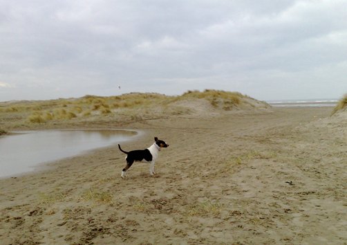 Duinen IJmuiden