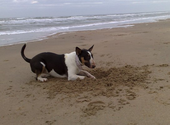 Terrier