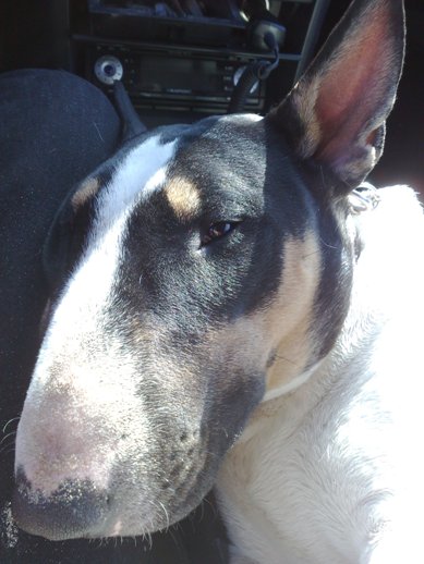 Lekker half op schoot doezelen op de terugreis, wat is ze lief!