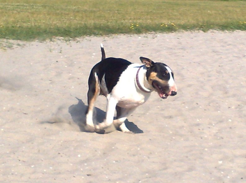Happy dog, met voor- en achterpoten tegelijk volgas
