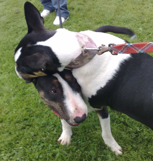 Omhelzing Bullterrier style