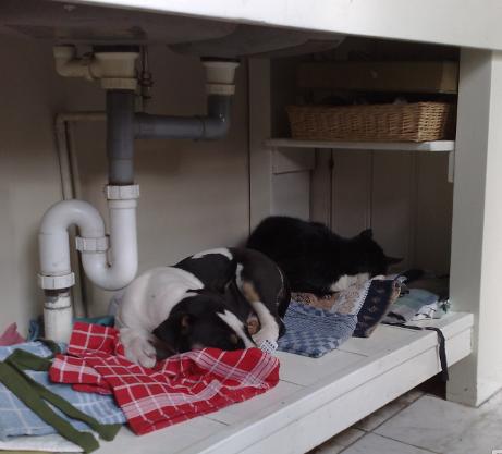 Samen met Flint een slaapje doen in de puppyproof gemaakte aanrechtkast