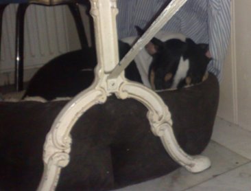 Gladys in de mand van Joy: nesteldrang?