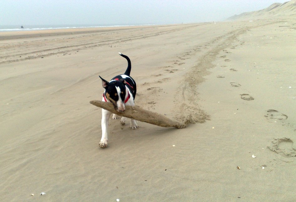 Strand omploegen