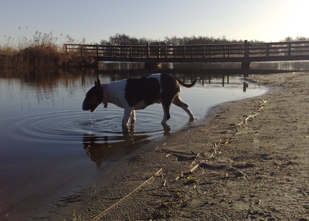 Drinken in het Twiske