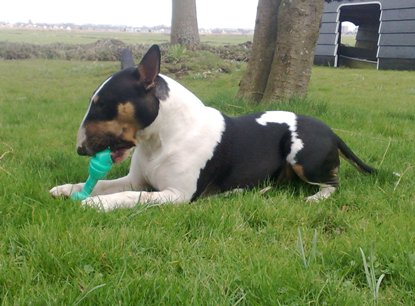 Deze Nylabone is veel te zacht voor Bullterriers!!!
