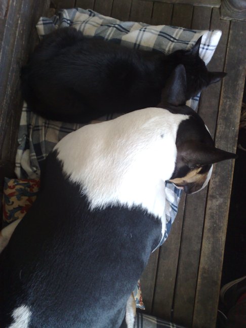 Gladys en Merlijn