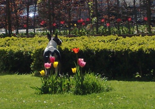 Tulpenkind