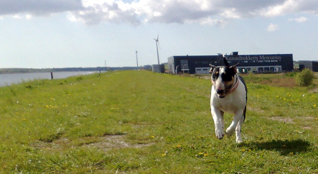 Noordzeekanaal