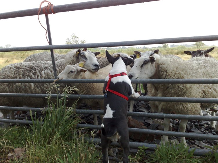 Goedemorgen dames! Met deze foto heeft Gladys een link naar haar overgrootoma gelegd, die andere Callendar Girl