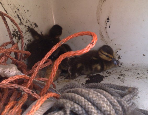 Broedplek puppys: ehm, ik bedoel pulletjes