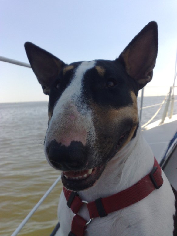 Happy Bully smile!
