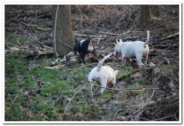 3 little piggies or 3 wolves?