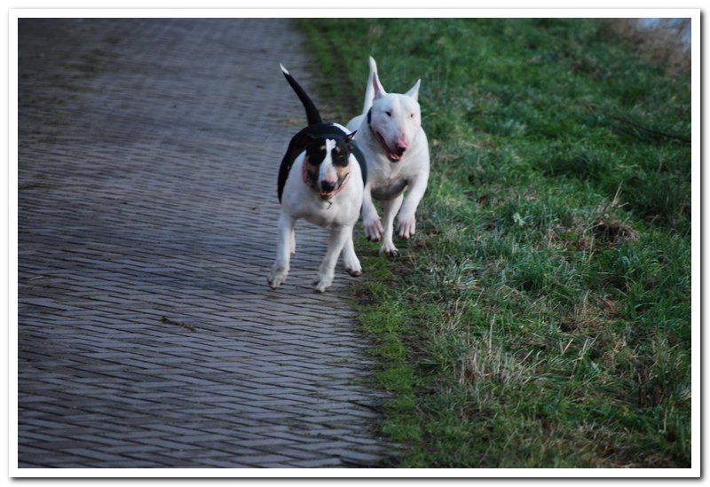 Wedstrijdje hardlopen Gladys - Karel