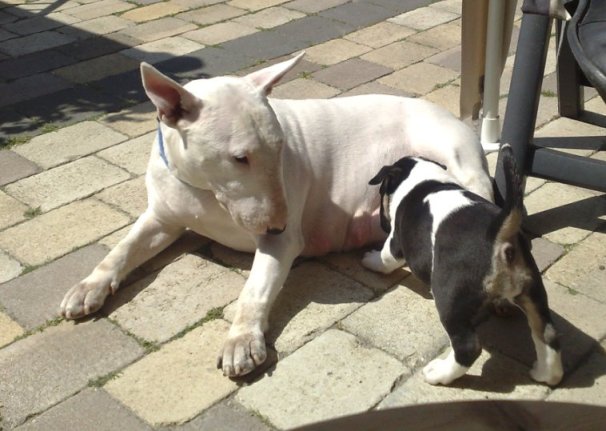 Gladys 6 weken oud met Daisy