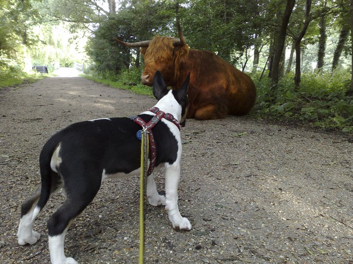 Bull meets Bull