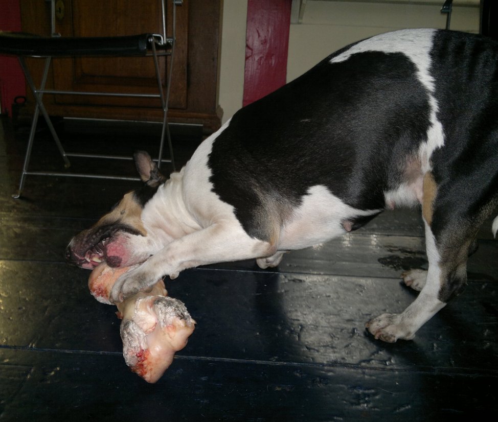Tandjes poetsen Bullterrier style