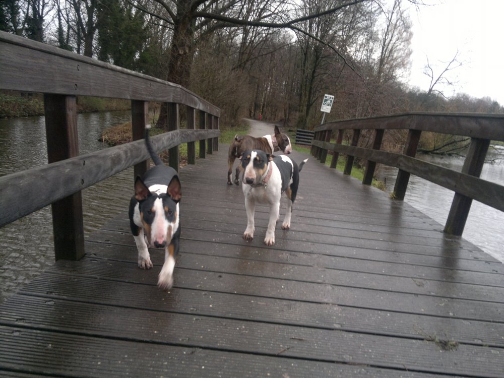 Brug in het Vijfhoekpark: Gladys, Tess en Bolletje