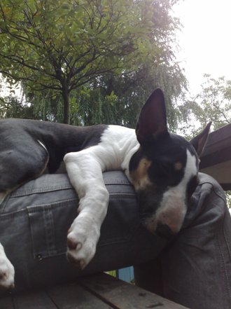 Wat is Gladys groot, ze past al bijna niet meer op schoot...