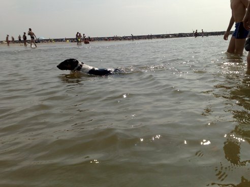 Mijn zeehond