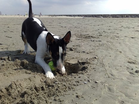 Strand: nieuwe kong squeaker