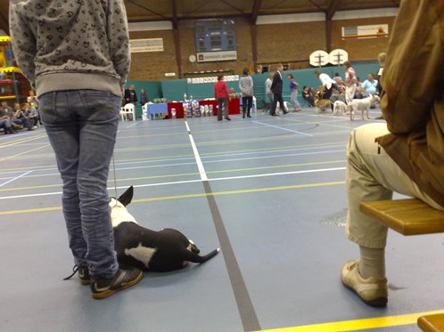 Gladys slaapt alweer bijna, de plas rechts is van een lief maar gek hondje dat Kledder heet...