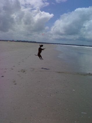 Tosca's jump-style...